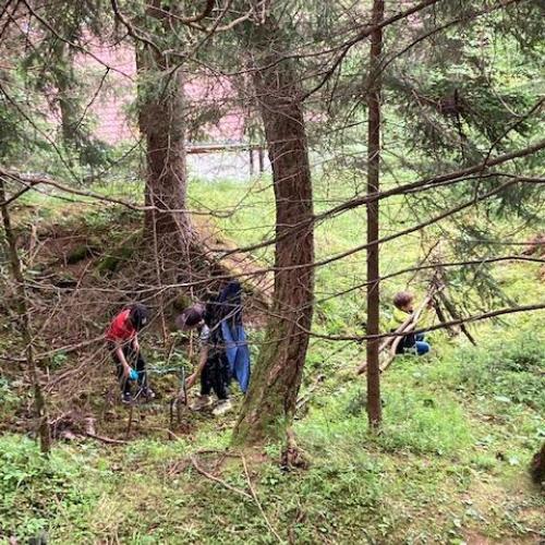 Wald
